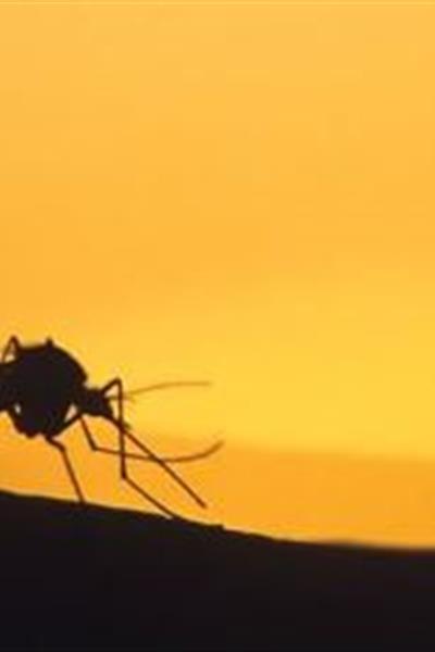 mosquito