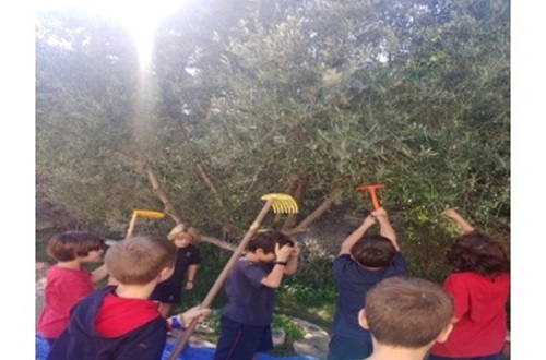 Olive Harvesting by Athens College Elementary School Environment and Gardening Club students