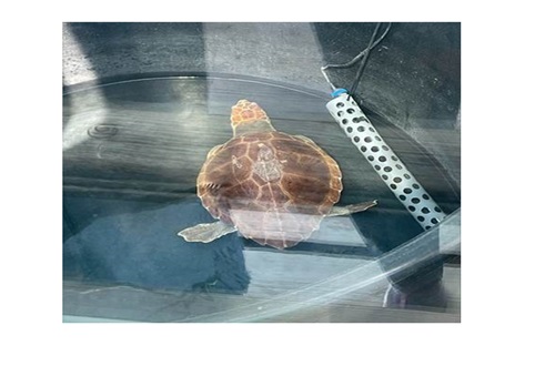 Psychico College Junior High students visit “Archelon” Sea Turtle Rescue Centre