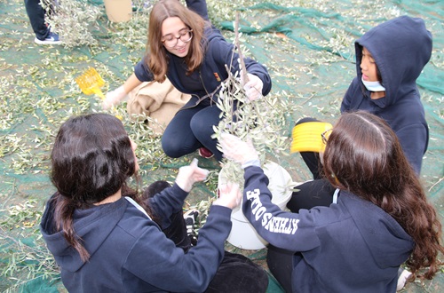 Activities of the "Living in the Land of the Olives" Club
